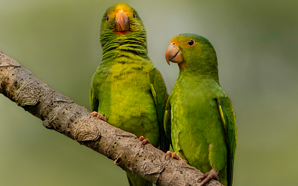 Brotogeris_cyanoptera