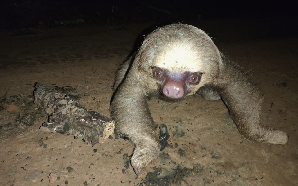 Choloepus_didactylus