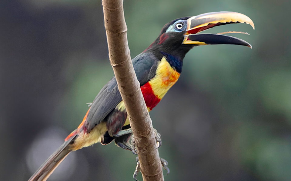 Pteroglossus_castanotis